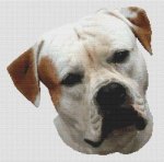 American Bulldog (image for) American Bulldog